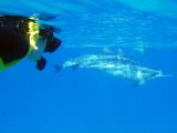  Oahu Snorkeling